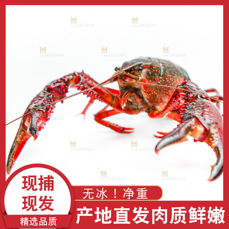 白底上的一对龙虾钳