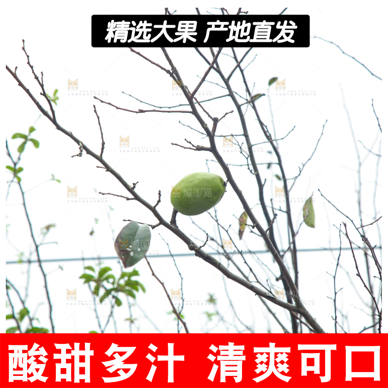 树上挂着酸木瓜