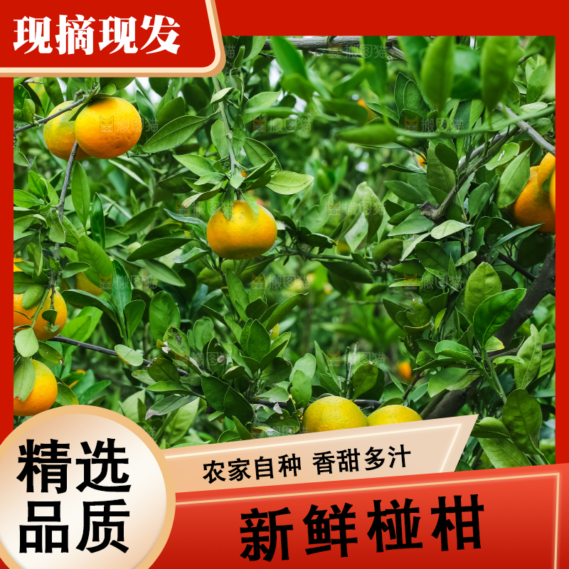 树上长着椪柑