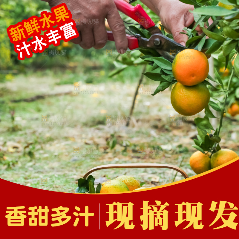 树上长着椪柑