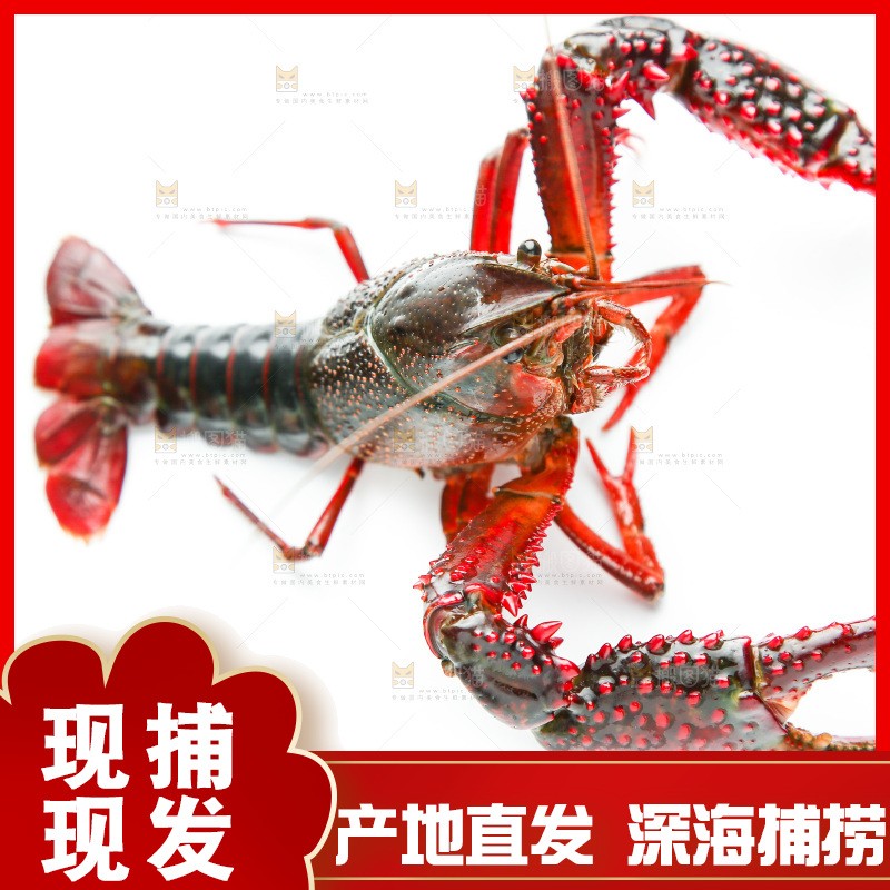 白底上横放着一只龙虾