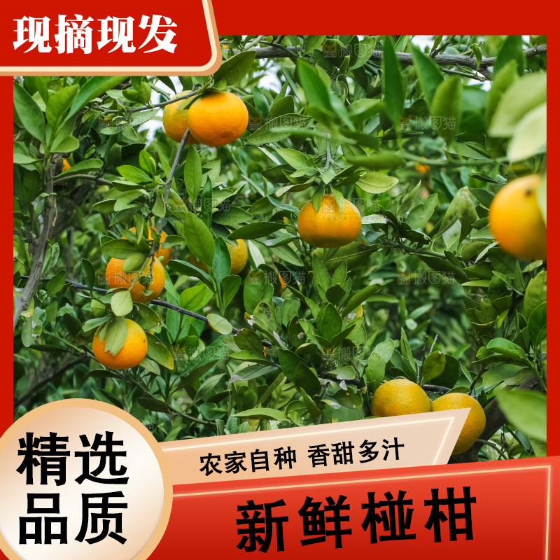 树上长着椪柑