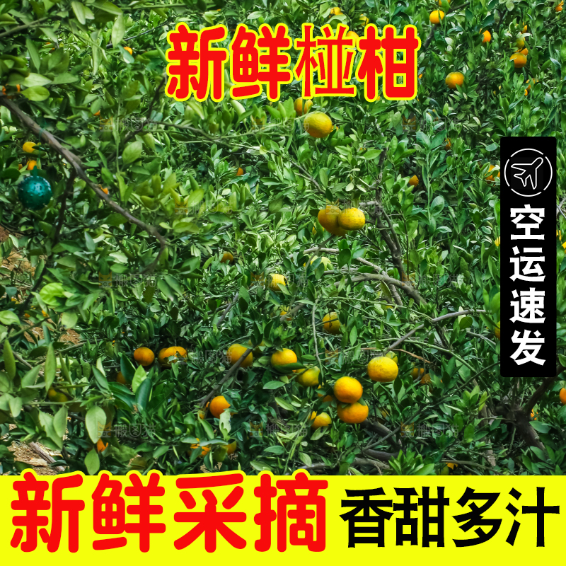 树上结着椪柑橘
