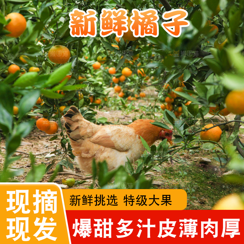 树上长着橘子