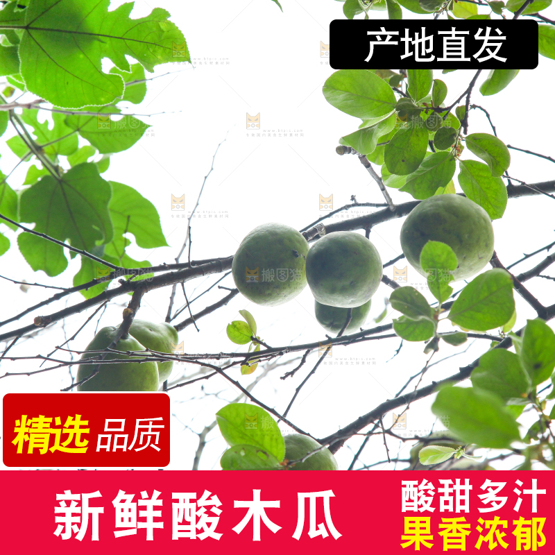 树上挂着酸木瓜