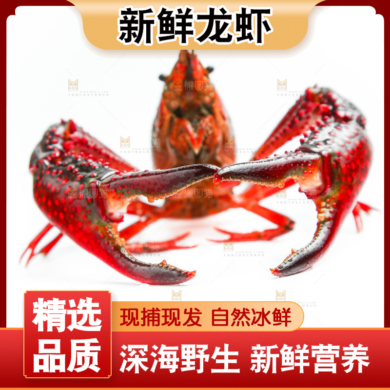 白底上的一对龙虾钳