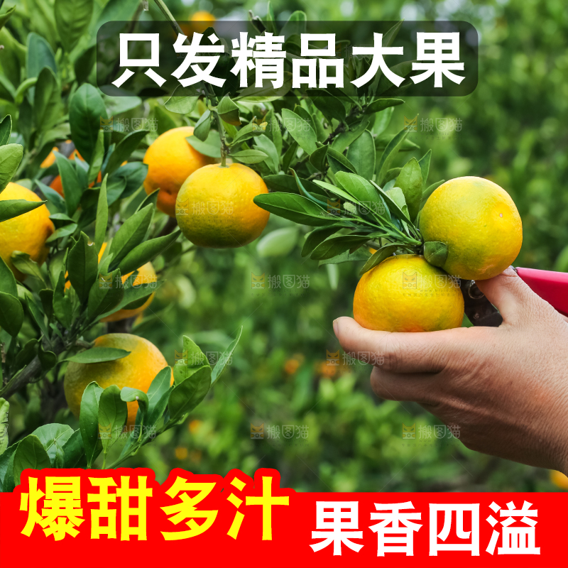 农民正在摘橘子