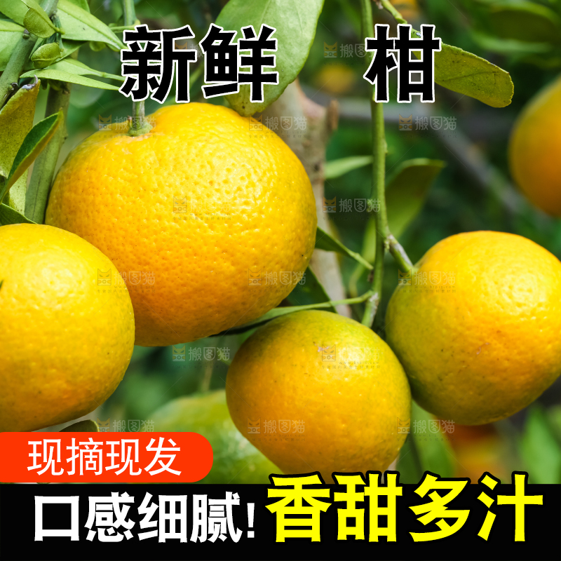树上结着椪柑橘