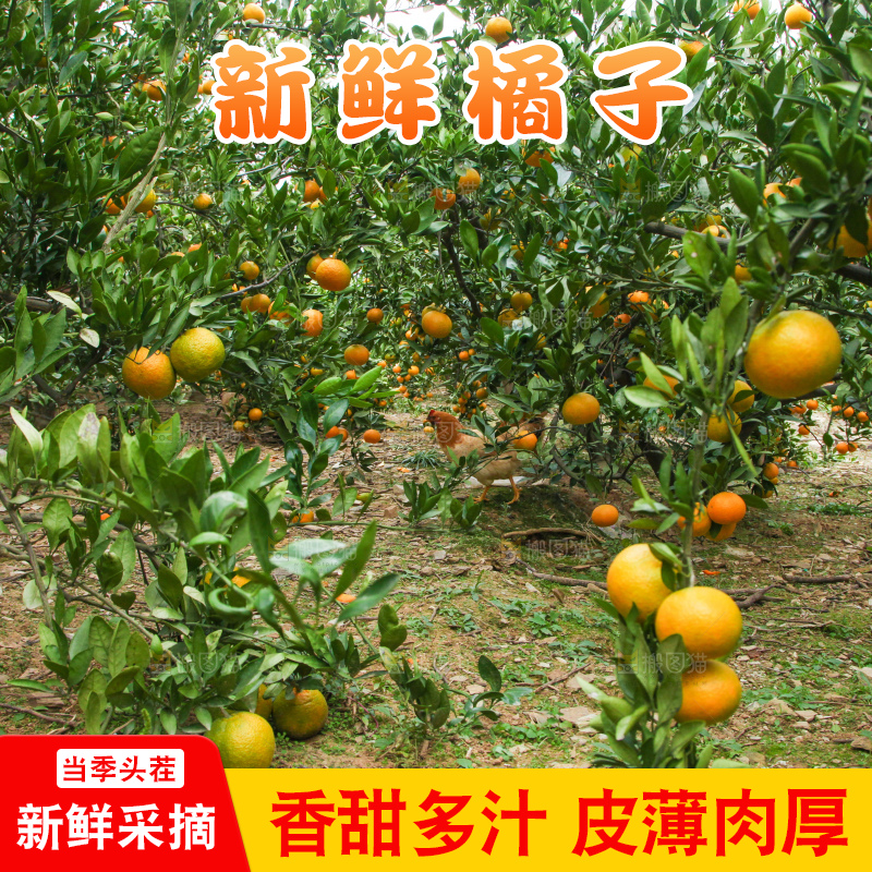 橘子种植基地