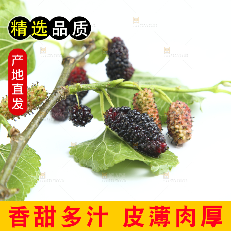 白底上放着桑葚枝叶和果实