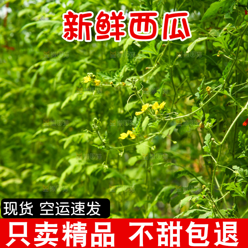 大棚里种着西瓜