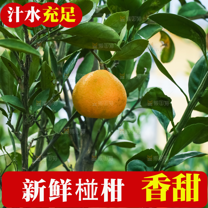 树上结着椪柑橘