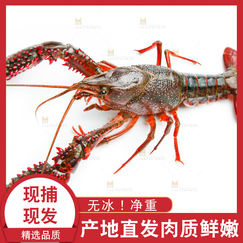 白底上放着一只虾