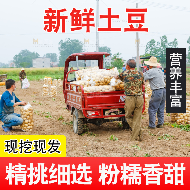 正在运输土豆