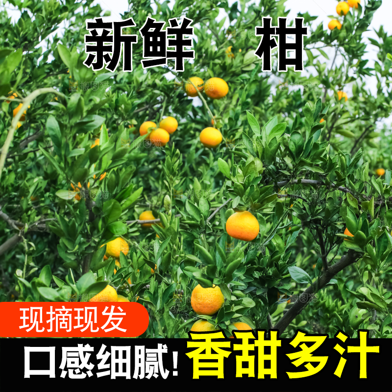 树上结着椪柑橘