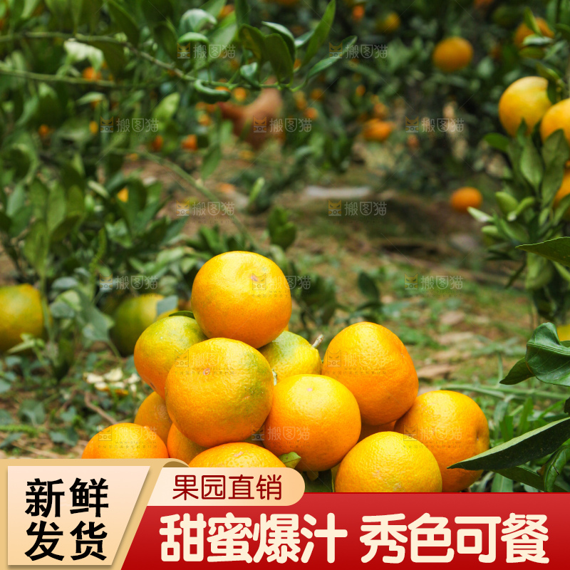 树上长着橘子