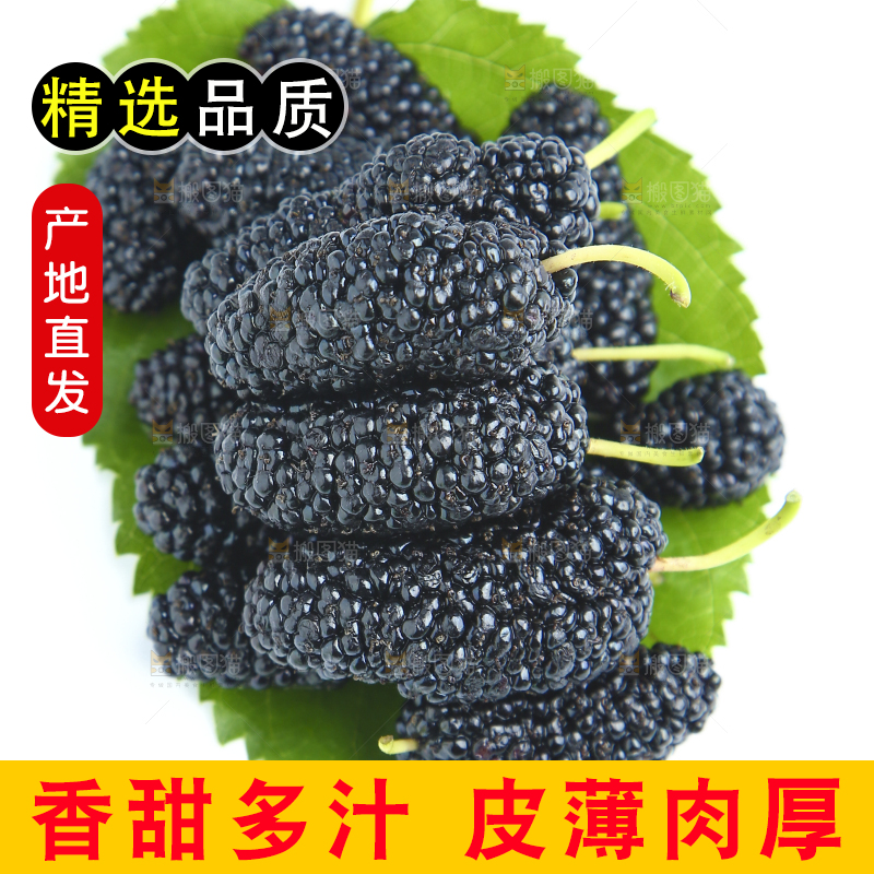 白底上的绿叶上放着一堆桑葚