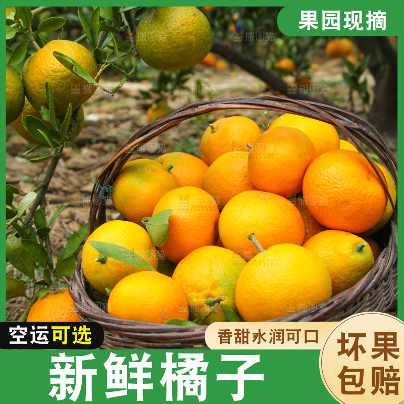橘子种植基地