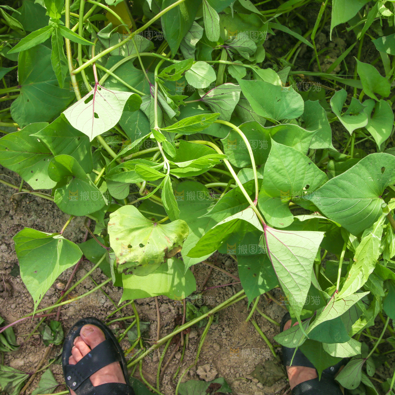 红薯种植基地