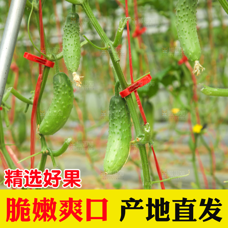 藤子上的小黄瓜
