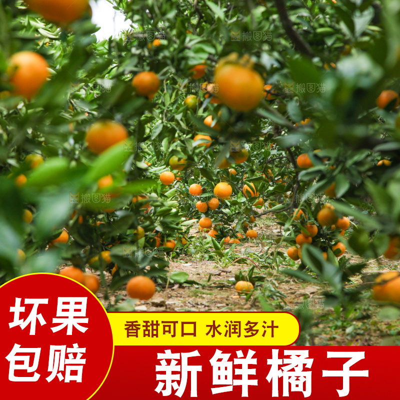 树上长着橘子