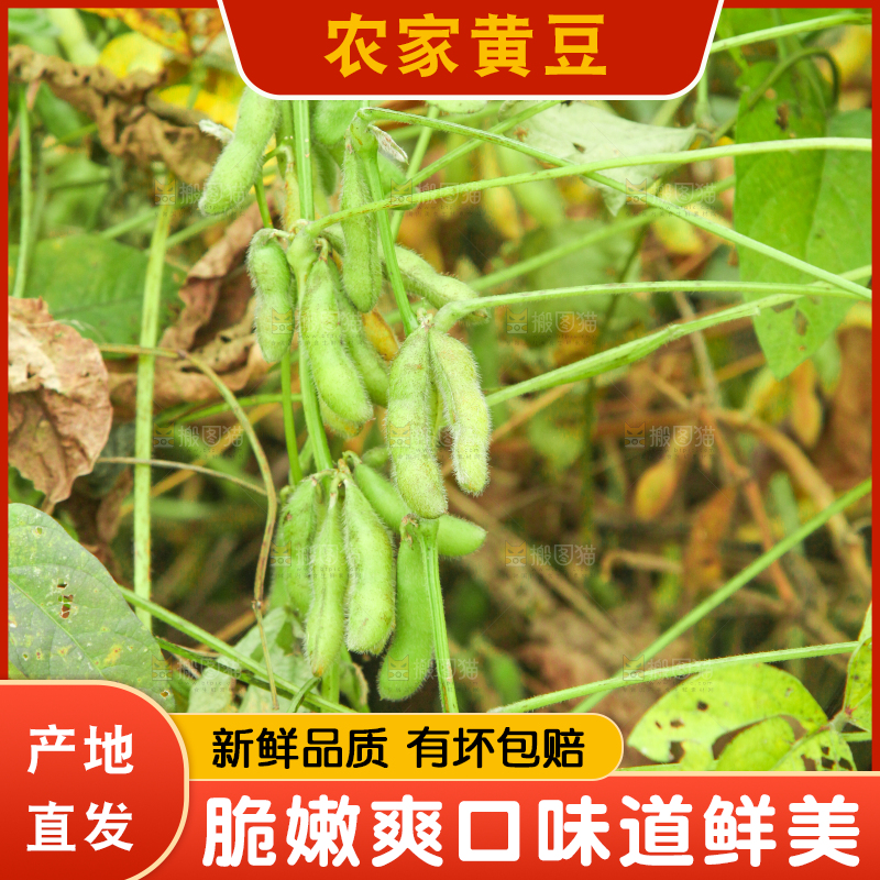 田里的黄豆