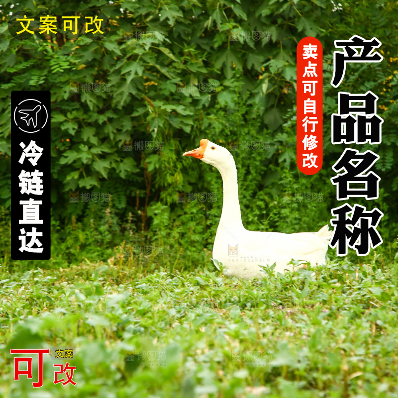 野地上的白鹅