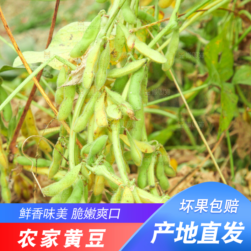 田里的黄豆