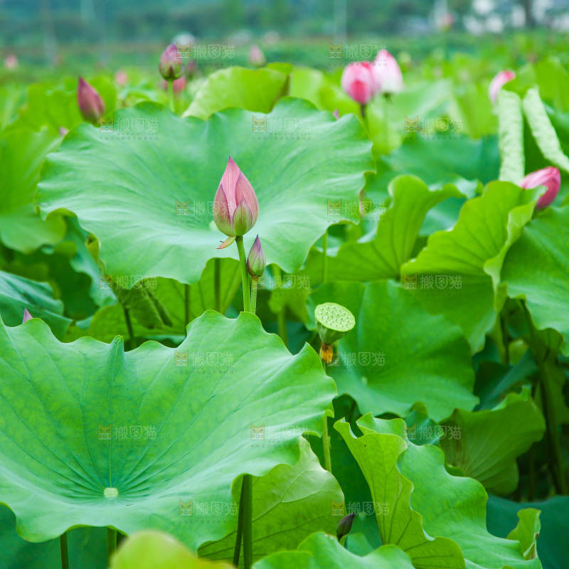 池塘里的一片荷花叶