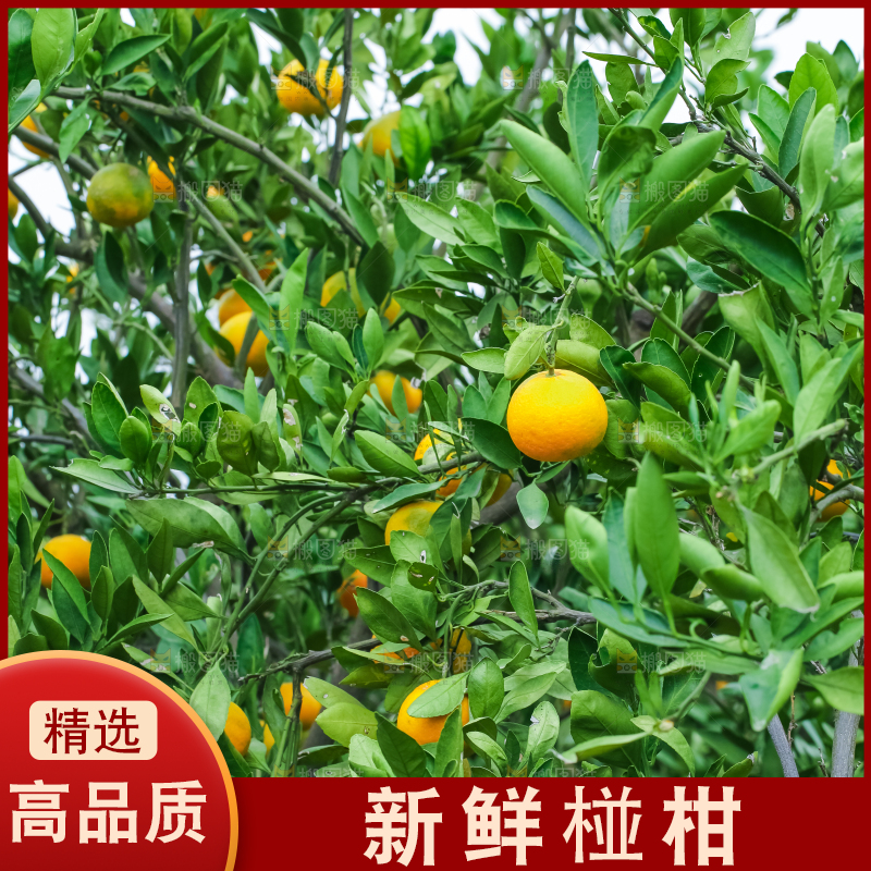树上长着椪柑