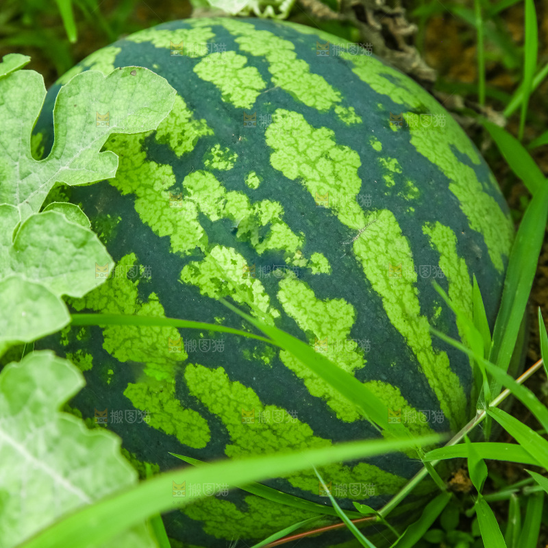 农田里种植的西瓜
