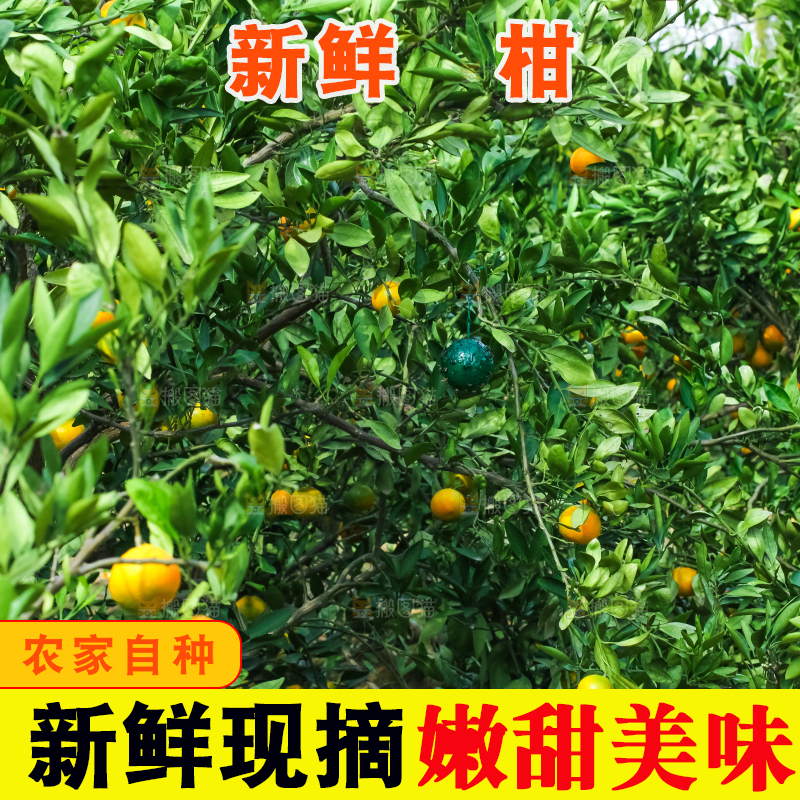 树上长着椪柑