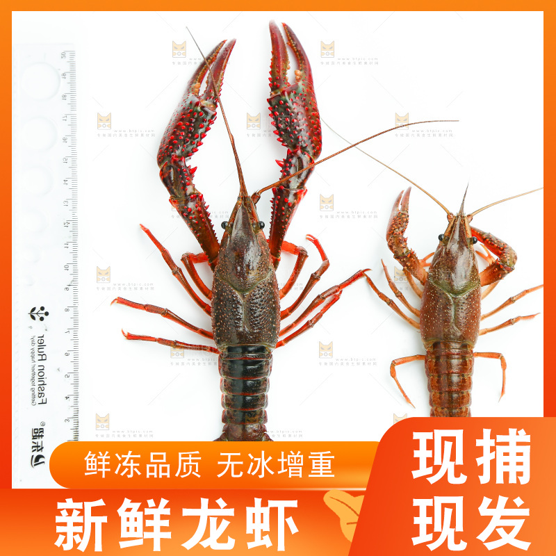 白底上的小龙虾