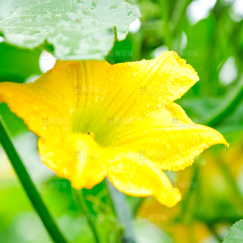 一朵南瓜花