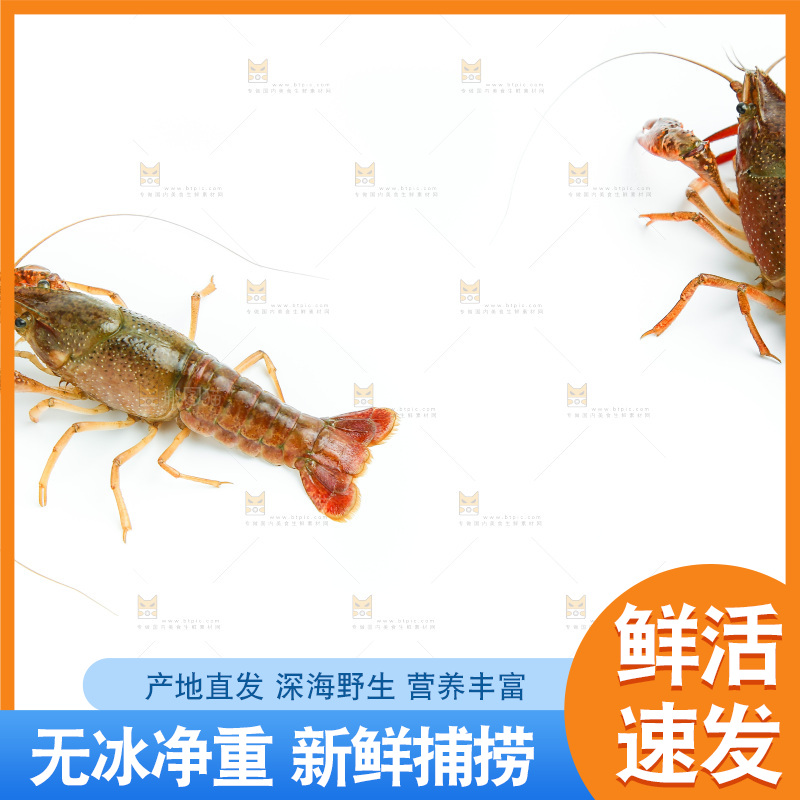 白底上放着两只龙虾