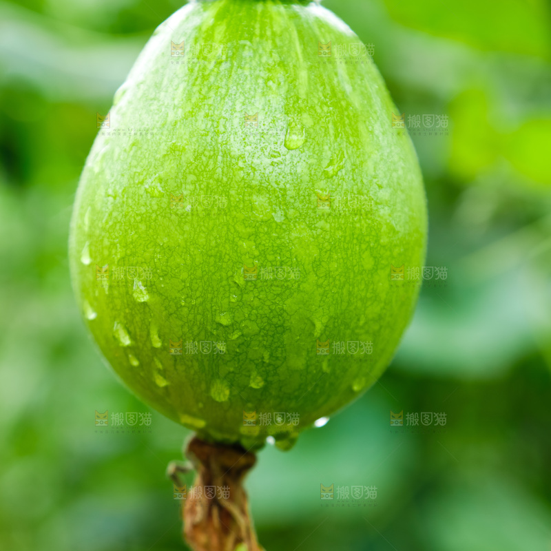 藤子上结着南瓜