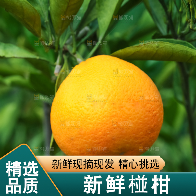 树上结着椪柑橘