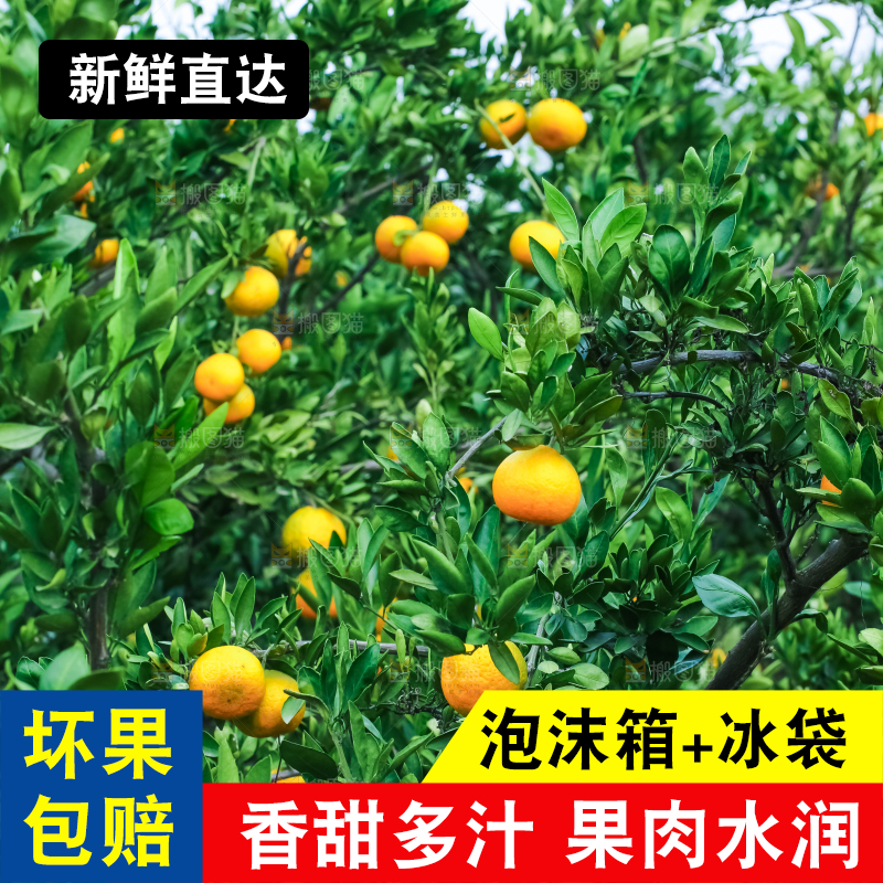 树上结着椪柑橘