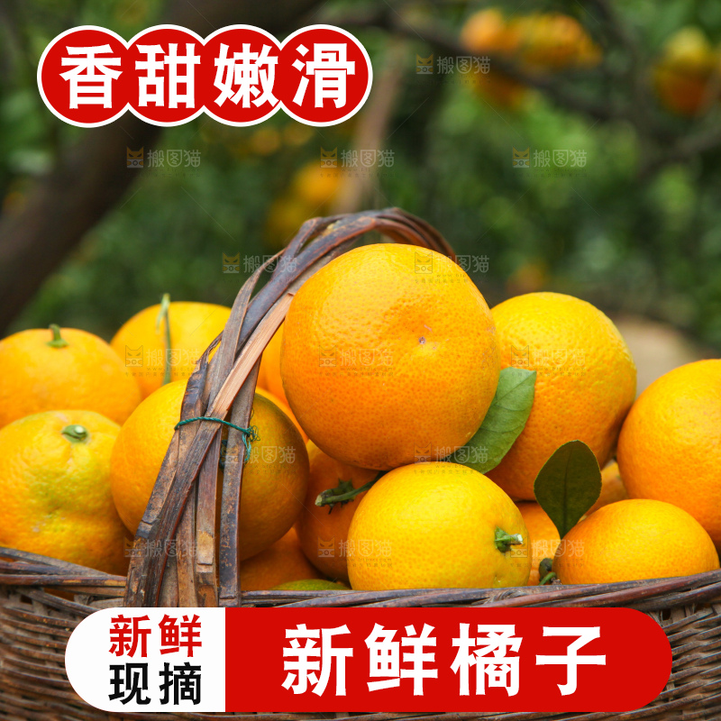 橘子种植园