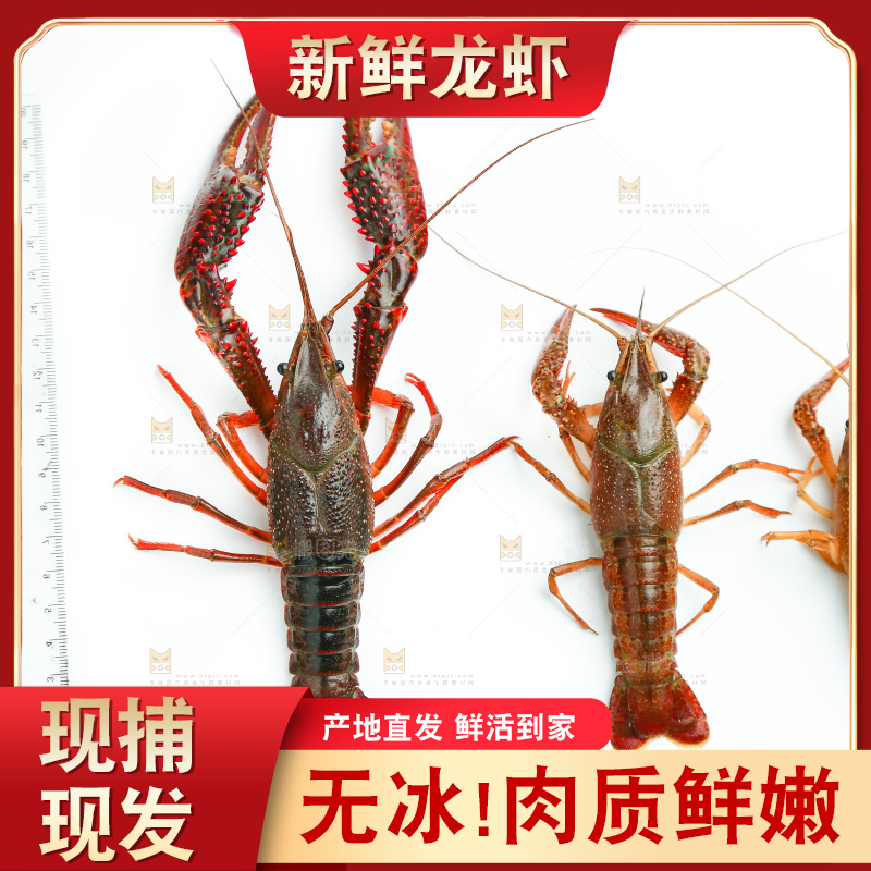 白底上的小龙虾