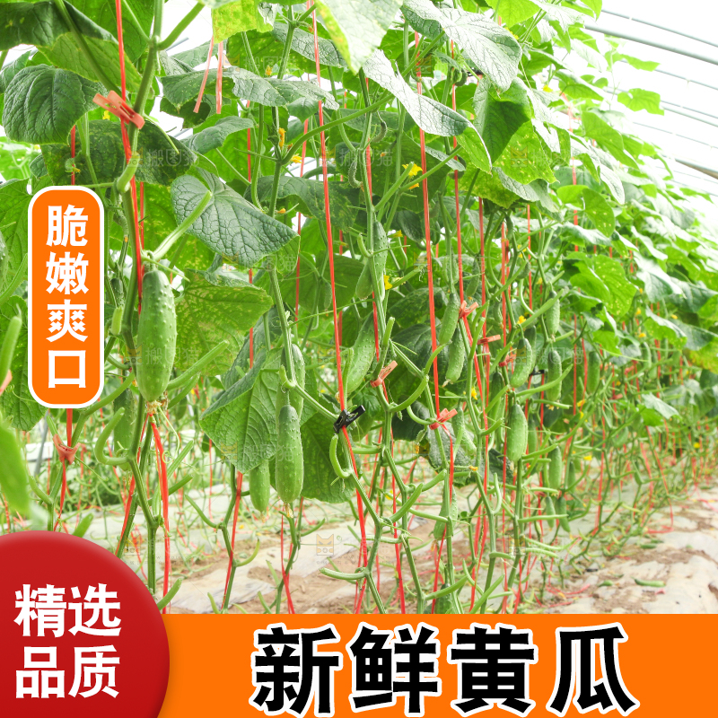 大棚里种着黄瓜