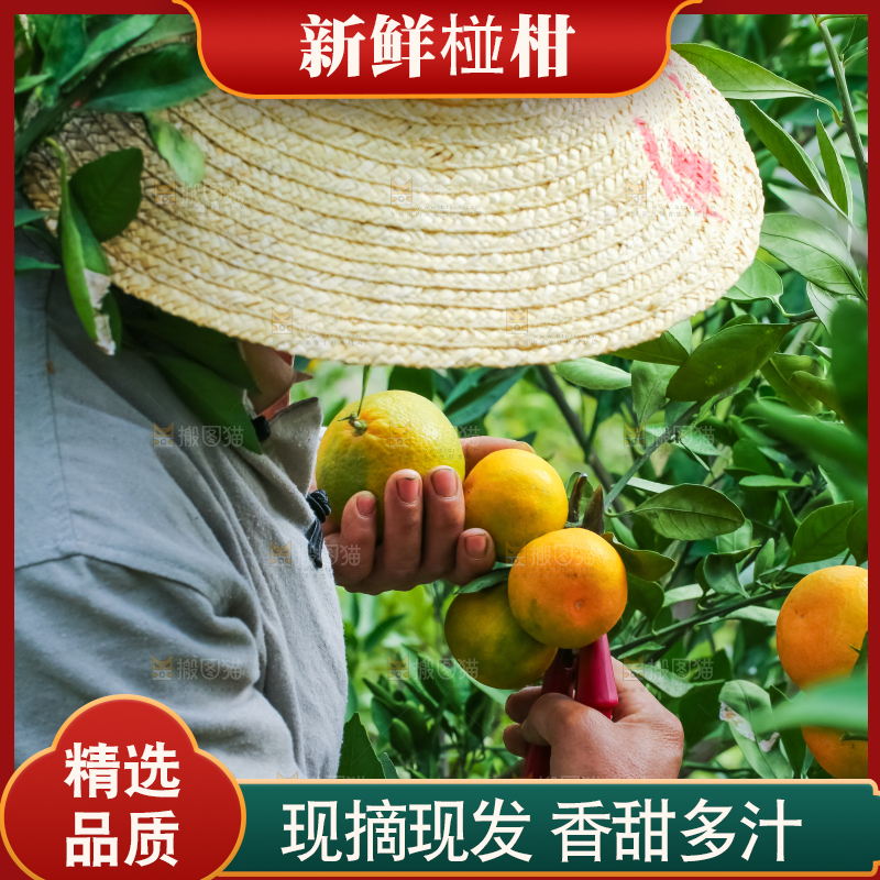 农民正在摘橘子