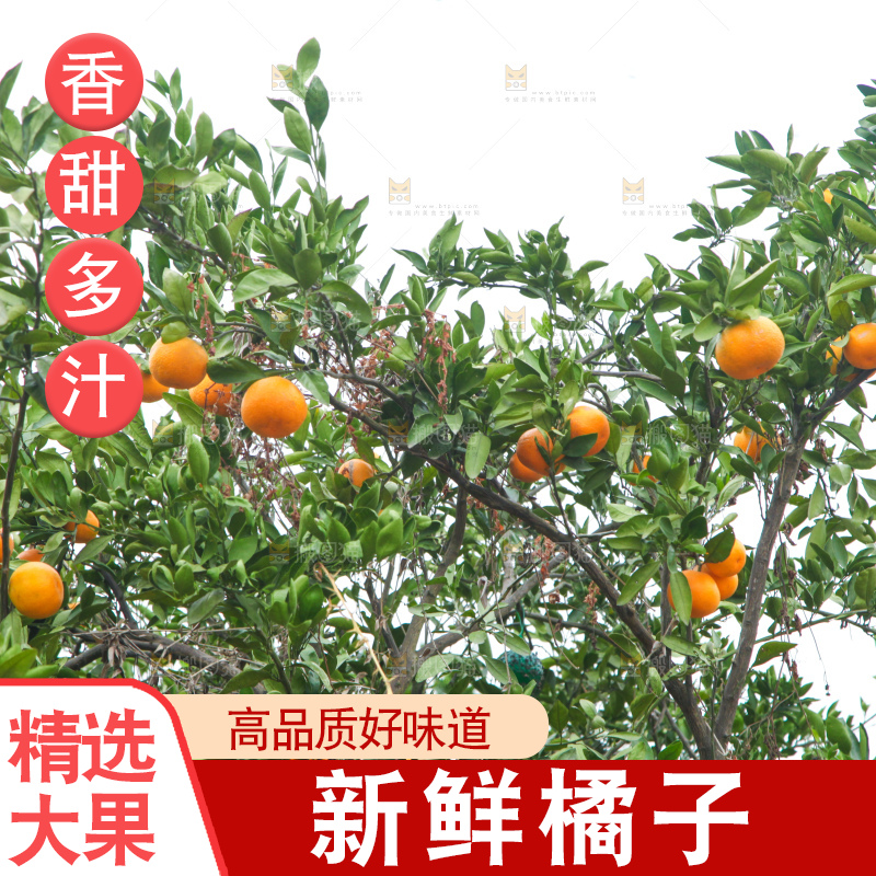 橘子种植基地