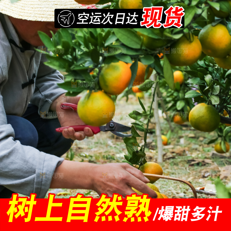 果园里的橘子