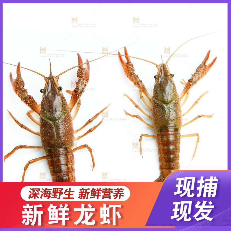 白底上的龙虾