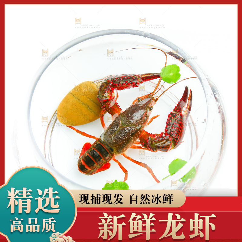 白底上的水缸里放着一只龙虾