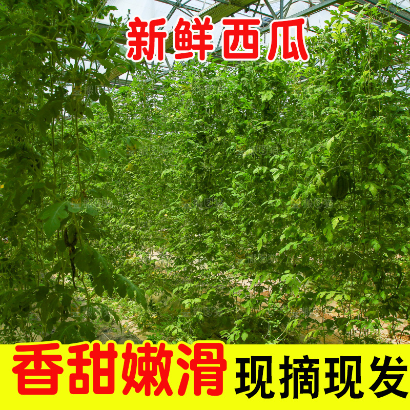 大棚里种着西瓜