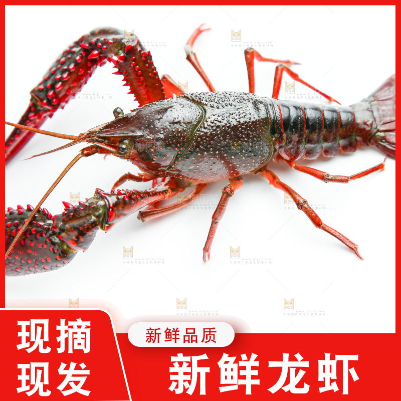 白底上放着小龙虾