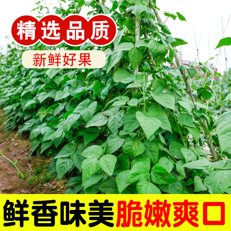 菜园里的豇豆