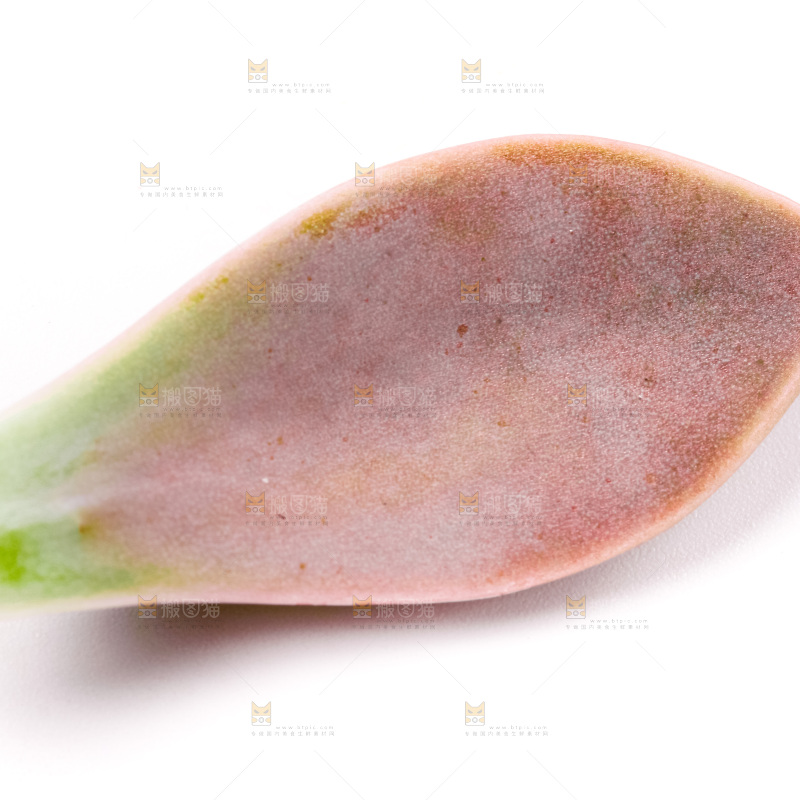 白底上放着多肉